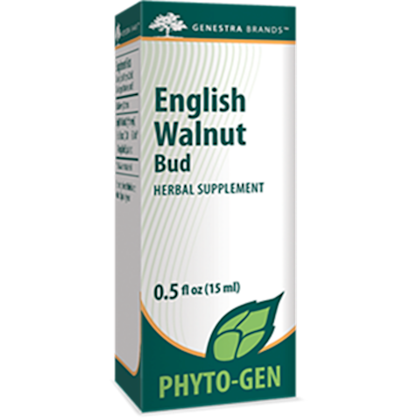 English Walnut Bud